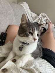 Lost Male Cat last seen Horseshoe Bend subdivision., Topeka, KS 66609