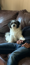 Lost Male Dog last seen Juniper, Canton, GA 30114