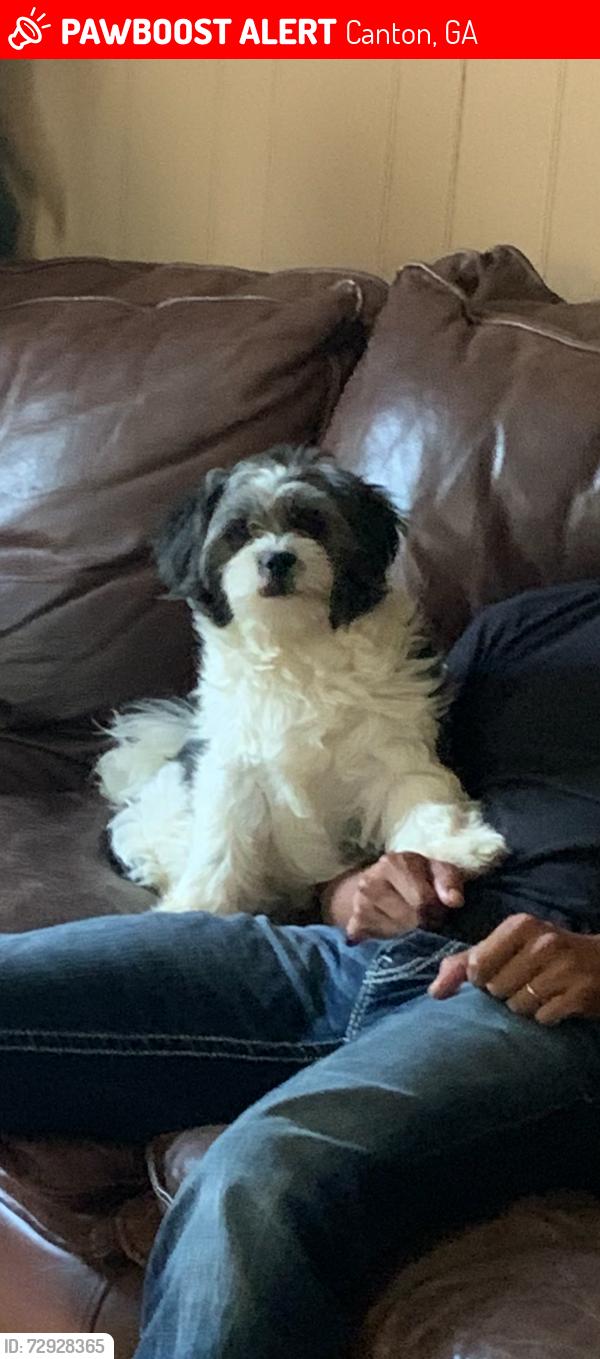 Lost Male Dog last seen Juniper, Canton, GA 30114