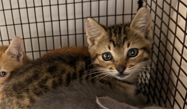 Shelter Stray Male Cat last seen Near BLOCK NW 10 ST, POMPANO BEACH FL 33060, Davie, FL 33312