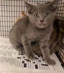 Shelter Stray Male Cat last seen Near BLOCK NW 10 ST, POMPANO BEACH FL 33060, Davie, FL 33312