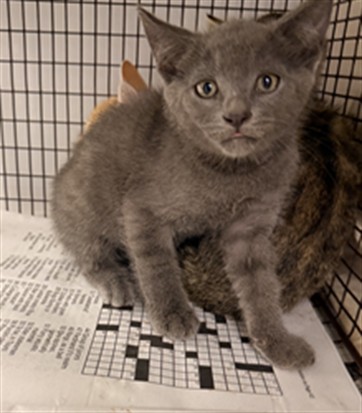Shelter Stray Male Cat last seen Near BLOCK NW 10 ST, POMPANO BEACH FL 33060, Davie, FL 33312