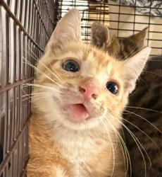 Shelter Stray Female Cat last seen Near BLOCK NW 10 ST, POMPANO BEACH FL 33060, Davie, FL 33312