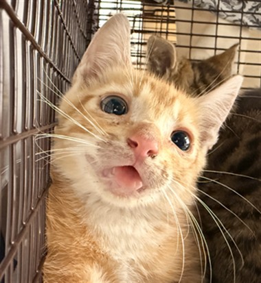 Shelter Stray Female Cat last seen Near BLOCK NW 10 ST, POMPANO BEACH FL 33060, Davie, FL 33312