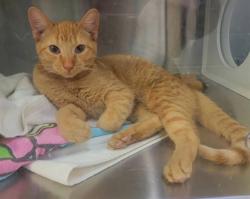 Shelter Stray Male Cat last seen ST CHARLES CITY, St. Peters, MO 63376