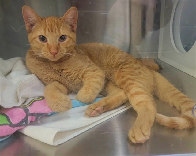 Shelter Stray Male Cat last seen ST CHARLES CITY, St. Peters, MO 63376