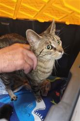 Shelter Stray Female Cat last seen WENTZVILLE, St. Peters, MO 63376