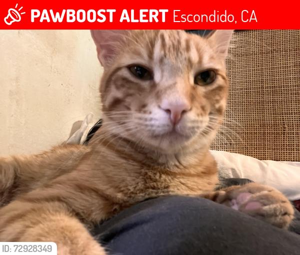 Lost Male Cat last seen Near Wilson ave , Escondido, CA 92027