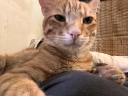 Lost Male Cat last seen Near Wilson ave , Escondido, CA 92027