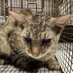 Shelter Stray Unknown Cat last seen VINCENT DR, MT DORA, Deer Island, FL 32778
