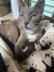 Reunited Unknown Cat last seen La Palma ave and Brookhurst, Anaheim, CA 92806
