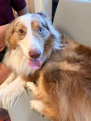 Shelter Stray Male Dog last seen LAKE ELLA RD AND ROLLING ACRES RD, LADY LAKE, FL 32159, Deer Island, FL 32778