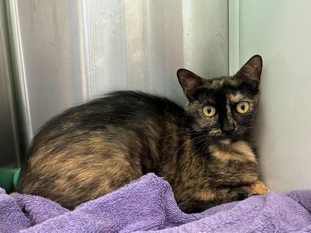 Shelter Stray Female Cat last seen S 2ND AND MATHER ST, Brighton, CO 80601