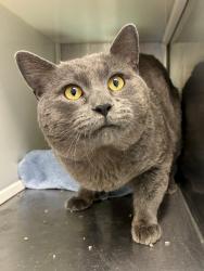 Shelter Stray Male Cat last seen Near BLOCK E 106TH AVE NORTHGLENN, Brighton, CO 80601