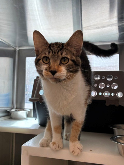 Shelter Stray Female Cat last seen Near BLOCK LILLIAN LN, Brighton, CO 80601