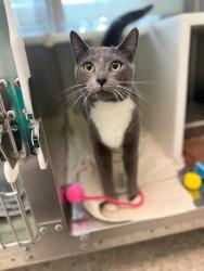 Shelter Stray Female Cat last seen WASHINGTON ST & E 83RD DR, Brighton, CO 80601