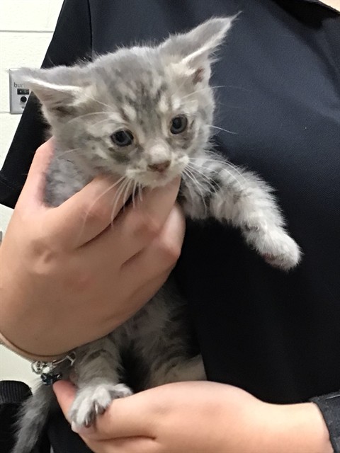 Shelter Stray Male Cat last seen Near BLOCK KENWOOD, Brighton, CO 80601