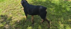 Found/Stray Male Dog last seen Near Courtleigh St., Wichita, KS 67218
