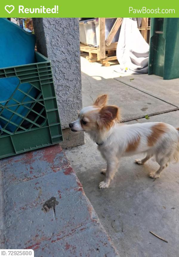 Reunited Female Dog last seen Harding and California , Stockton, CA 95202