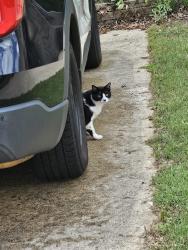 Found/Stray Unknown Cat last seen Crestwood Drive greer sc, Greer, SC 29651