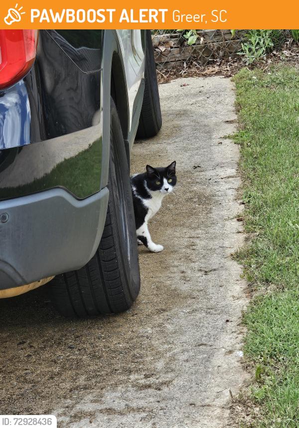 Found/Stray Unknown Cat last seen Crestwood Drive greer sc, Greer, SC 29651