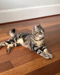 Reunited Female Cat last seen E 12th Street, Washington, DC 20001