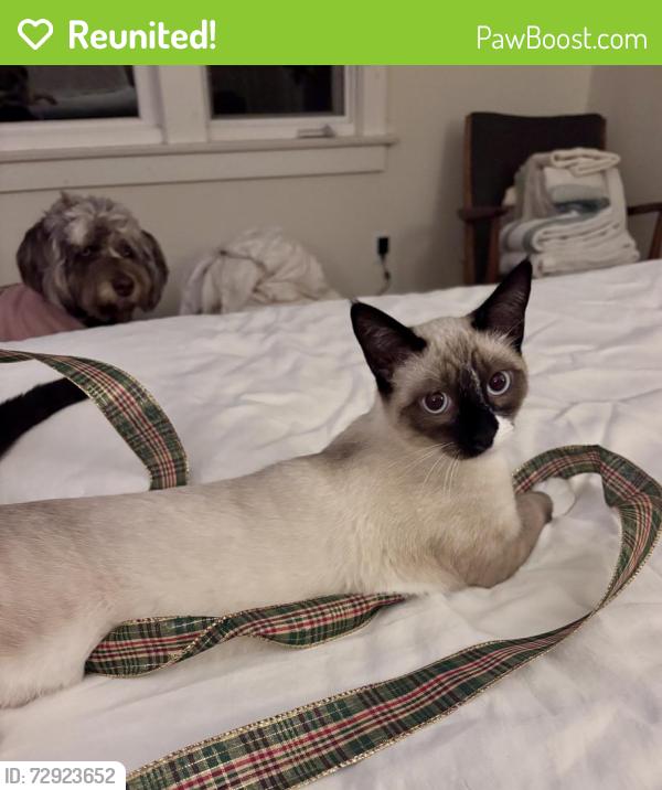 Reunited Male Cat last seen Near N Ross St, Santa Ana, CA 92706, USA, Santa Ana, CA 92706