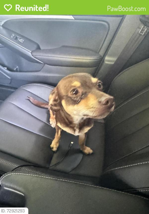 Reunited Female Dog last seen Bangs and Northstar Way, Modesto, CA 95356