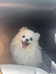 Found/Stray Male Dog last seen Bancroft Drive, Mississauga, ON 
