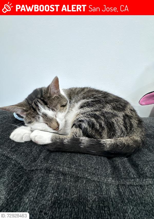 Lost Female Cat last seen Springknoll CT, 3 springs Road, San Jose, CA 95140
