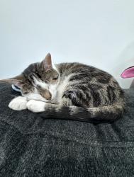 Lost Female Cat last seen Springknoll CT, 3 springs Road, San Jose, CA 95140