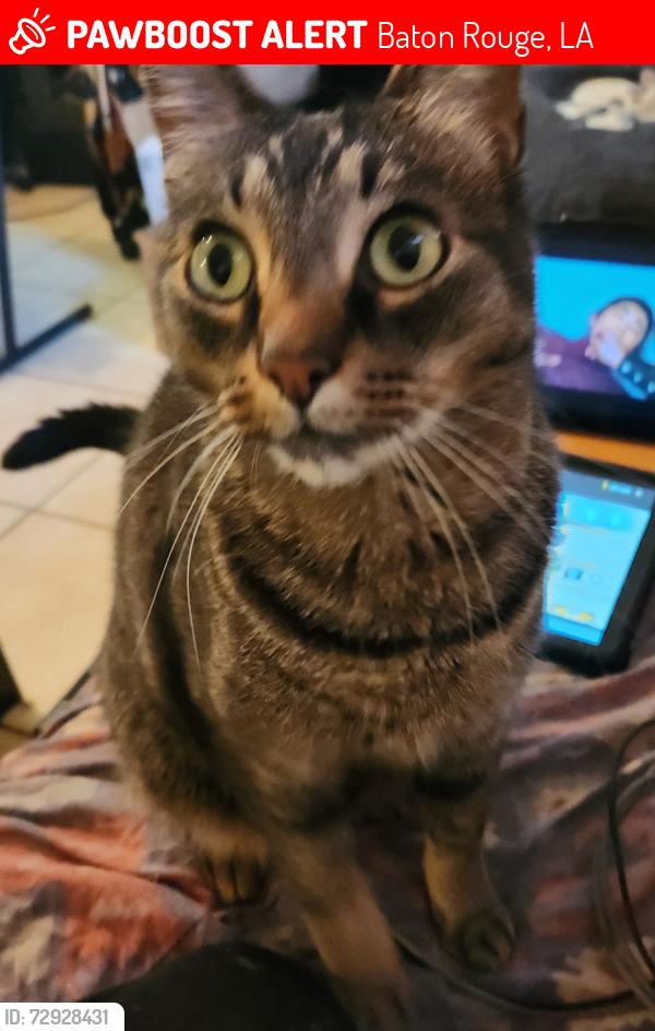 Lost Male Cat last seen Aster sr baton rouge la, Baton Rouge, LA 70802
