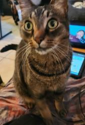 Lost Male Cat last seen Aster sr baton rouge la, Baton Rouge, LA 70802