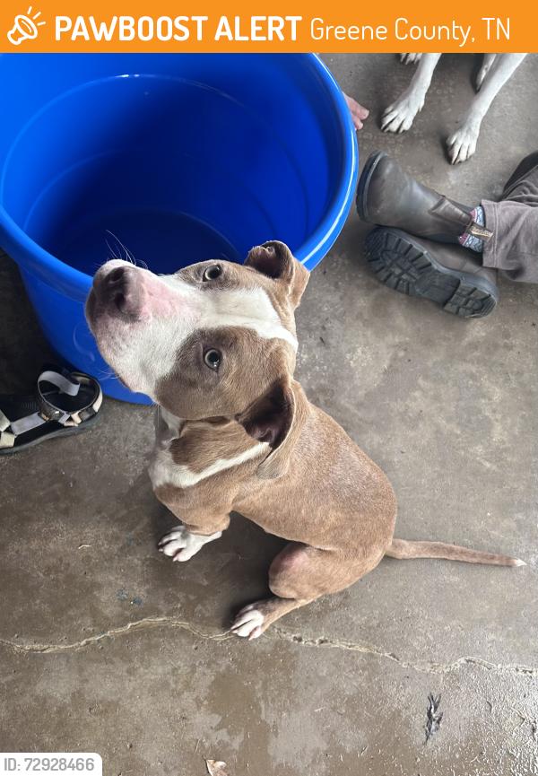 Found/Stray Unknown Dog last seen Caney branch , Greene County, TN 37743