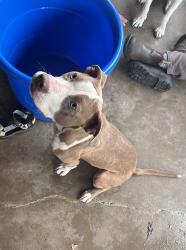 Found/Stray Unknown Dog last seen Caney branch , Greene County, TN 37743