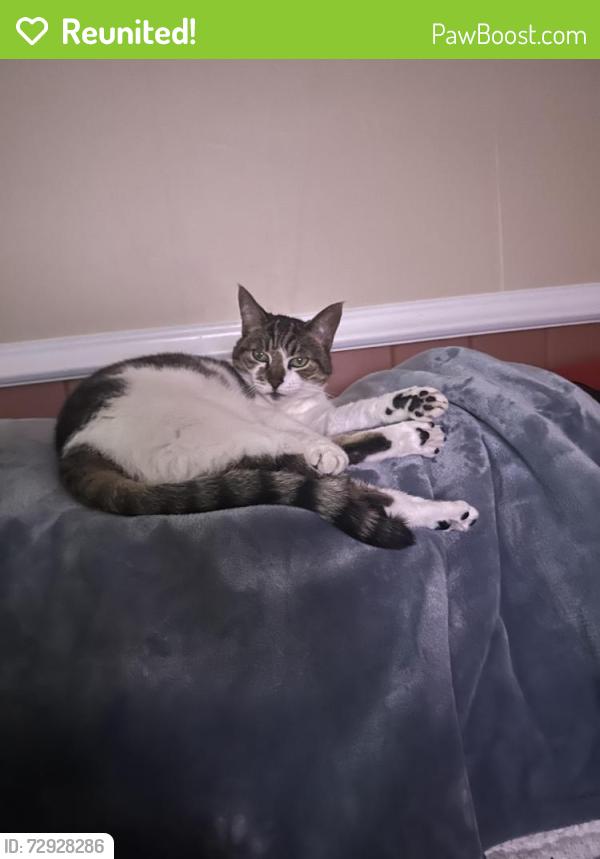 Reunited Female Cat last seen Near Glengariff Road, Massapequa Park, NY 11762