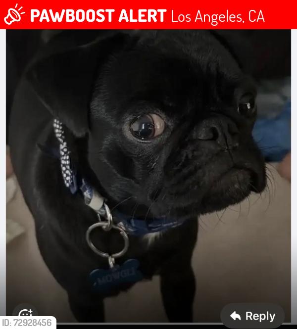 Lost Male Dog last seen Near s la Brea 90016, Los Angeles, CA 90016