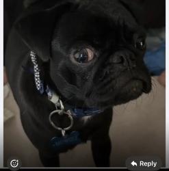 Lost Male Dog last seen Near s la Brea 90016, Los Angeles, CA 90016
