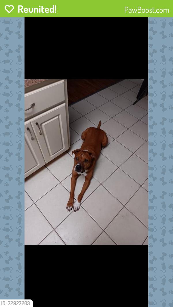 Reunited Male Dog last seen Near s Davis street , Beverly Hills, FL 34465