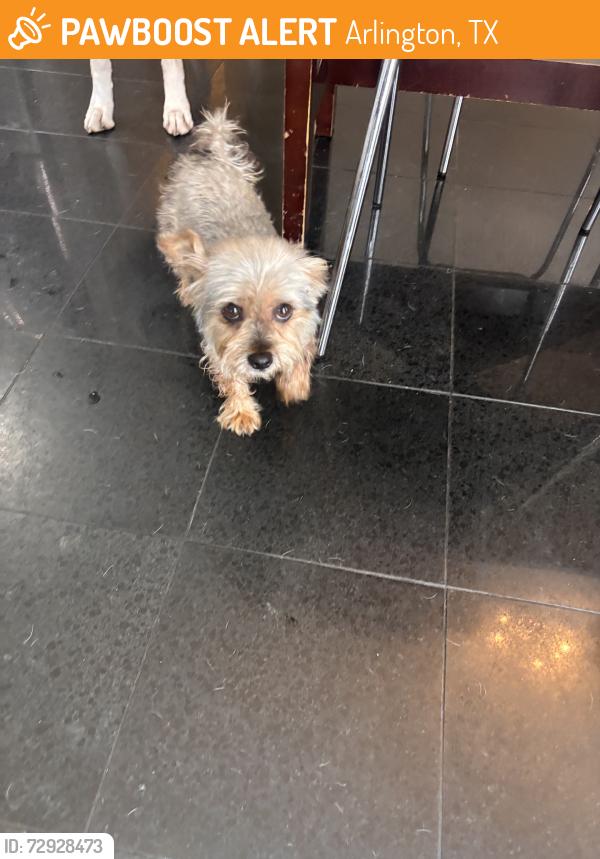 Found/Stray Female Dog last seen Limestone dr arlington tx 76014, Arlington, TX 76014