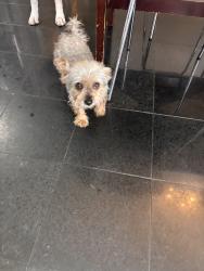 Found/Stray Female Dog last seen Limestone dr arlington tx 76014, Arlington, TX 76014