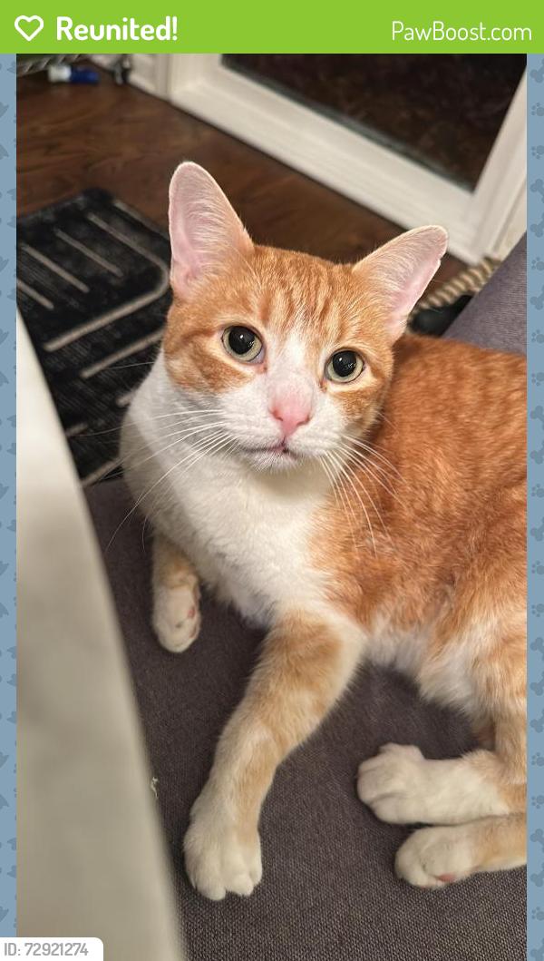 Reunited Male Cat last seen Near Lancaster Ct in Tangley Oaks, Lake Bluff, IL 60044