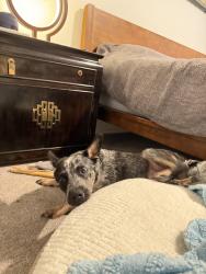 Reunited Female Dog last seen Near S Genesee Ave, Los Angeles, CA 90019, Los Angeles, CA 90019