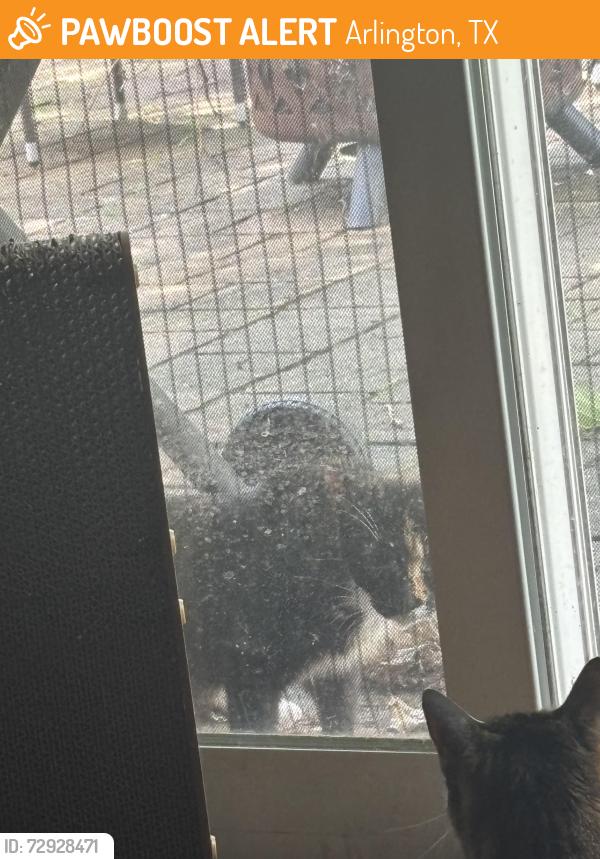 Found/Stray Unknown Cat last seen Near Mintwood Place 76016, Arlington, TX 76016