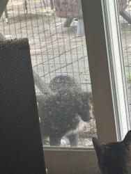 Found/Stray Unknown Cat last seen Near Mintwood Place 76016, Arlington, TX 76016