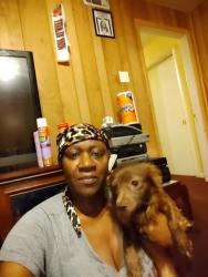 Reunited Male Dog last seen Meadowick Ln. Off Ashbrook and Samuel Blvd., Dallas, TX 75227