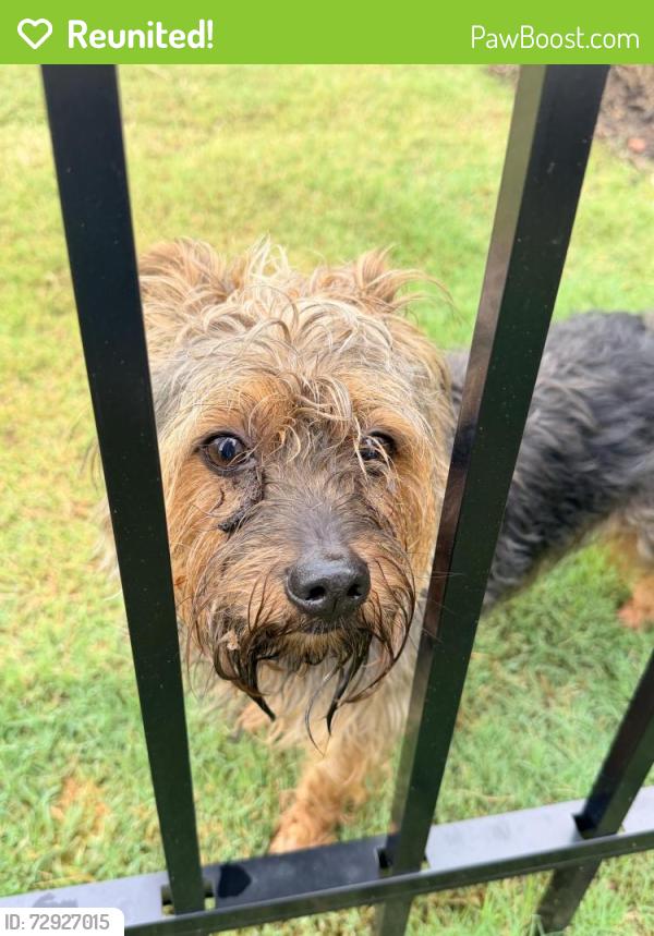 Reunited Male Dog last seen Hanging Valley Way and Cresting Wave Drive , Wake Forest, NC 27587