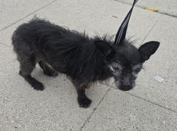 Found/Stray Unknown Dog last seen Woodman x Strathern, Los Angeles, CA 91402