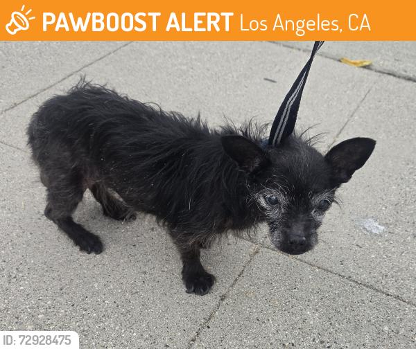 Found/Stray Unknown Dog last seen Woodman x Strathern, Los Angeles, CA 91402