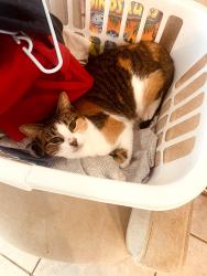 Reunited Female Cat last seen Hall blvd & 85th Rd N. Loxahatchee, The Acreage, FL 33470
